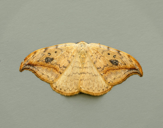 65.005 BF1648 Pebble Hook-tip Drepana falcataria