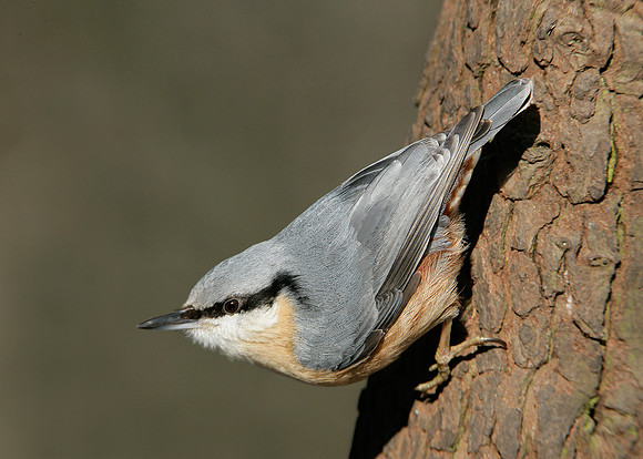Nuthatch Sitta europaea