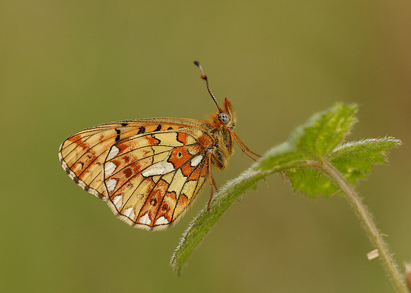 Pearl-Bordered Fritillary Boloria euphrosyne