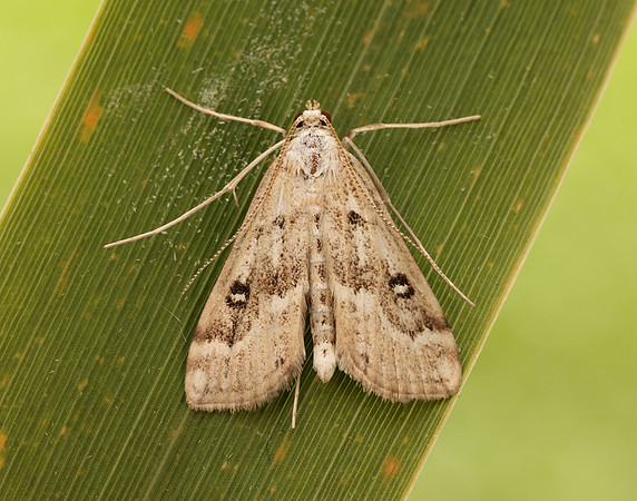 63.117 BF1348 Ringed China-mark Parapoynx stratiotata