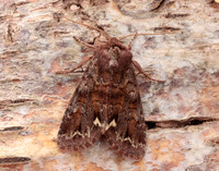 73.271 BF2163 Broom Moth Ceramica pisi