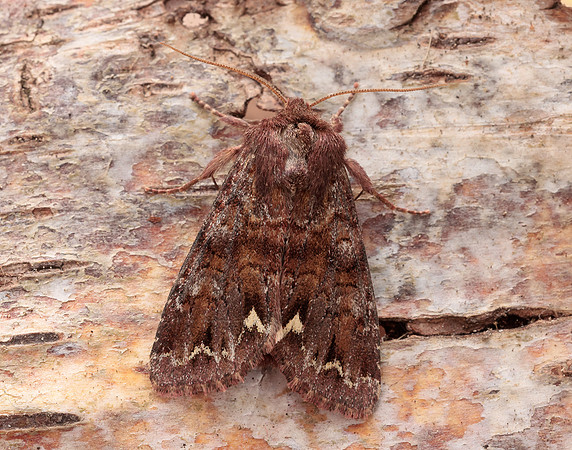73.271 BF2163 Broom Moth Ceramica pisi