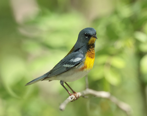 Northern Parula