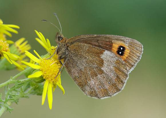 Scotch Argus Erebia aethiops