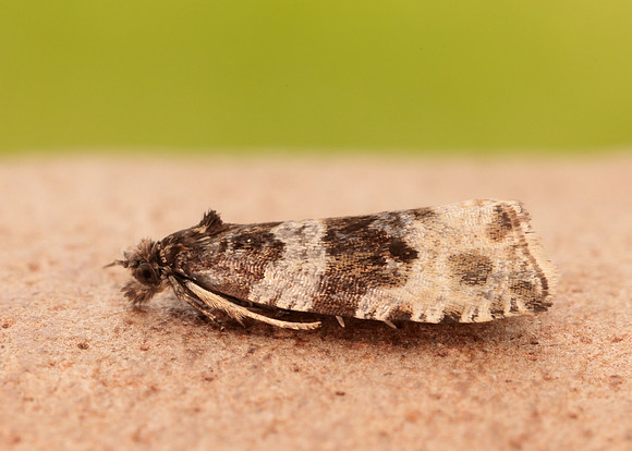 49.154 BF1087 Orthotaenia undulana