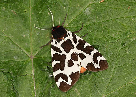 72.026 BF2057 Garden Tiger Arctia caja