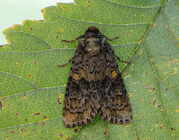 73.047 BF2291 Coronet Craniophora ligustri