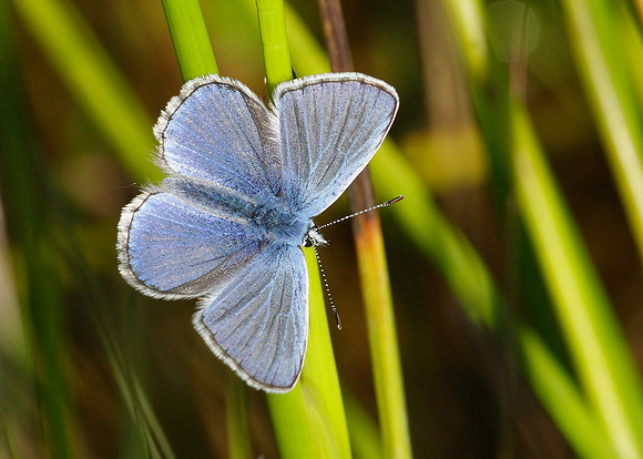 Common Blue Polyommatus icarus