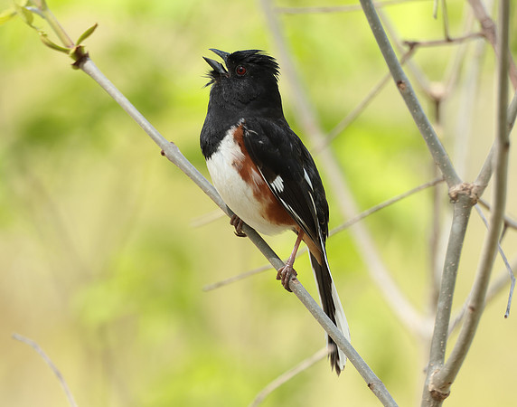 Eastern Towhee Pipilo erythrophthalmus