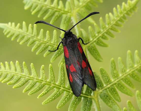 54.007 BF168 New Forest Burnet Zygaena viciae