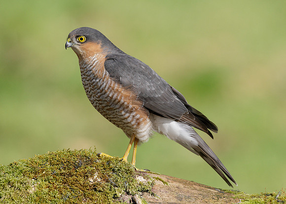 Sparrowhawk Accipiter nisus