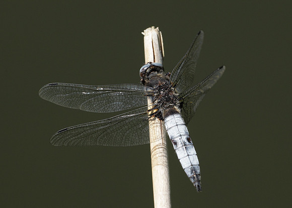 Scarce Chaser Libellula fulva