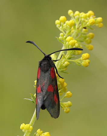 54.007 BF168 New Forest Burnet Zygaena viciae
