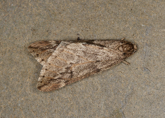70.245 BF1663 March Moth Alsophila aescularia