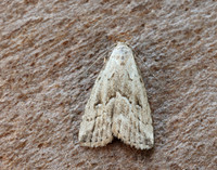 72.060 BF2485 Marsh Oblique-barred Hypenodes humidalis