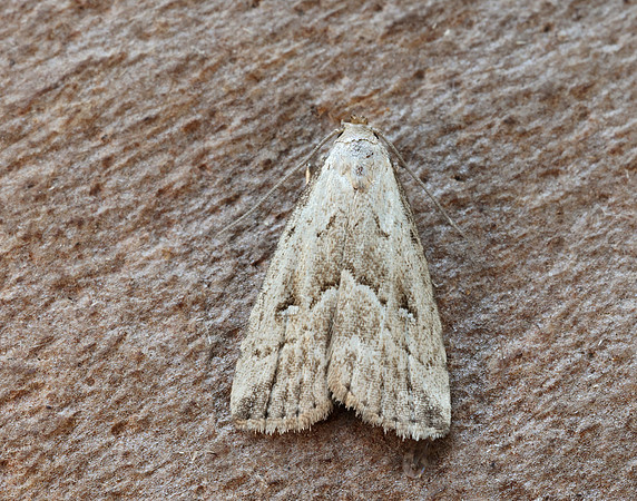 72.060 BF2485 Marsh Oblique-barred Hypenodes humidalis
