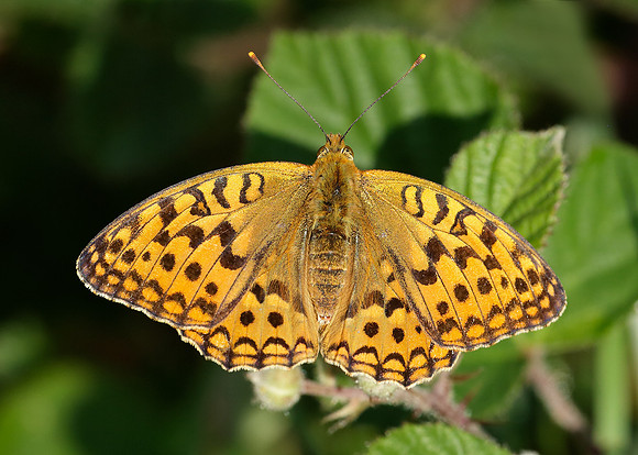 High Brown Fritillary Argynnis adippe