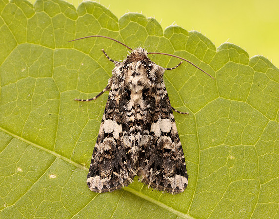 73.283 BF2171 Marbled Coronet Hadena confusa