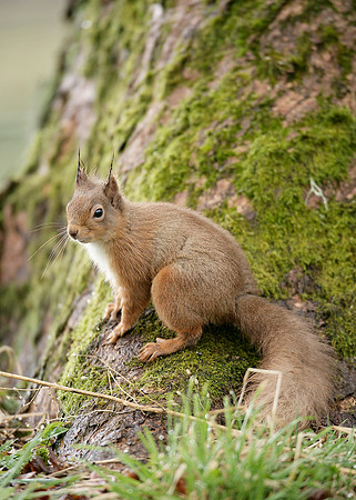 Red Squirrel Sciurus vulgaris