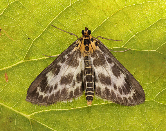 63.025 BF1376 Small Magpie Anania hortulata
