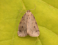 72.037 BF2035 Round-winged Muslin Thumatha senex
