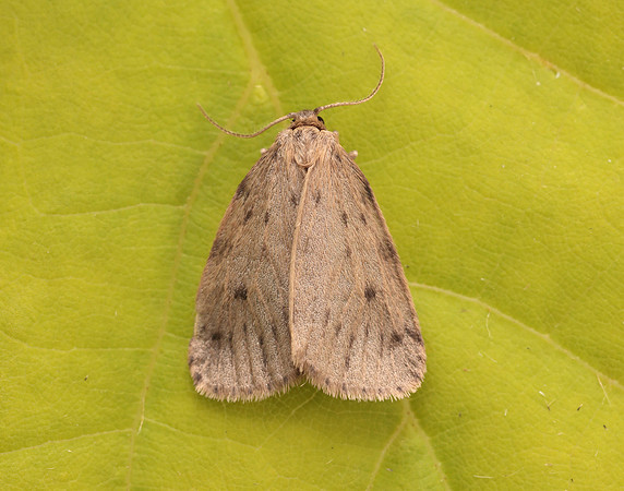 72.037 BF2035 Round-winged Muslin Thumatha senex