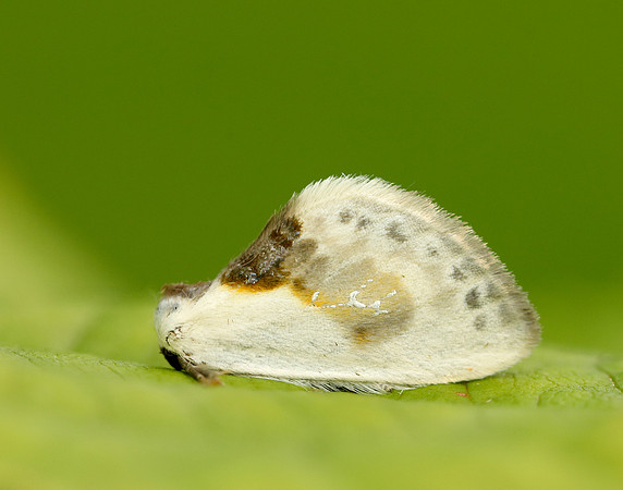 65.007 BF1651 Chinese Character Cilix glaucata