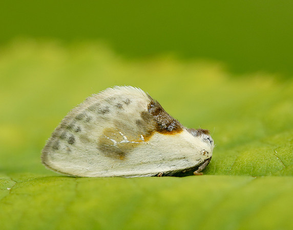 65.007 BF1651 Chinese Character Cilix glaucata
