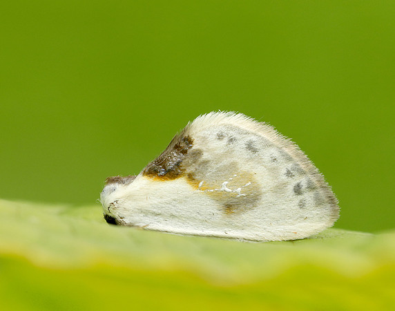 65.007 BF1651 Chinese Character Cilix glaucata