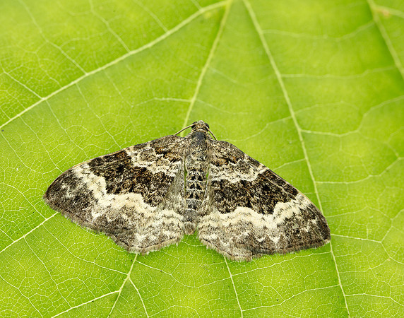 70.061 BF1738 Common Carpet Epirrhoe alternata