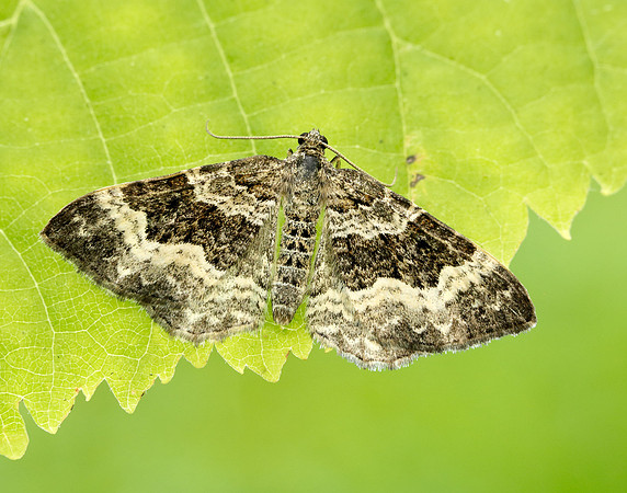 70.061 BF1738 Common Carpet Epirrhoe alternata