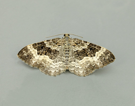 70.061 BF1738 Common Carpet Epirrhoe alternata