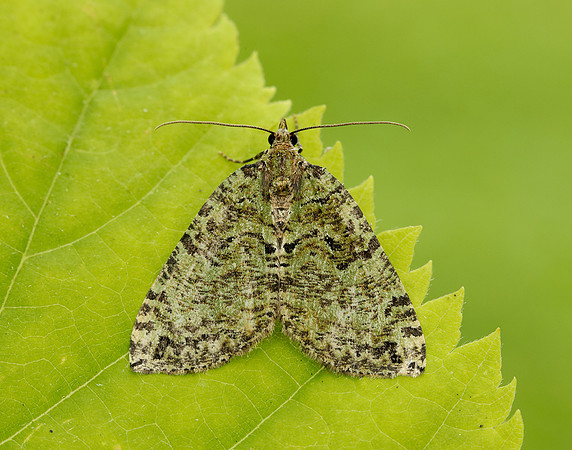 70.074 BF1777 July Highflyer Hydriomena furcata
