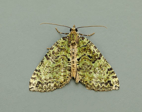 70.074 BF1777 July Highflyer Hydriomena furcata