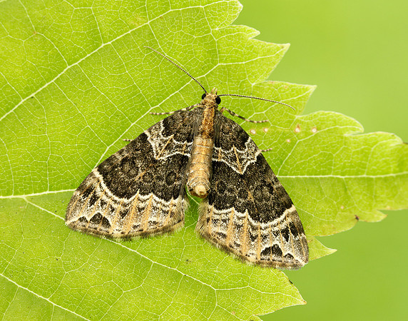 70.094 BF1759 Small Phoenix Ecliptopera silaceata