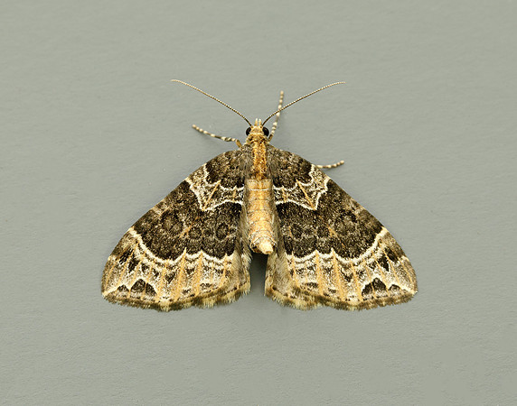 70.094 BF1759 Small Phoenix Ecliptopera silaceata