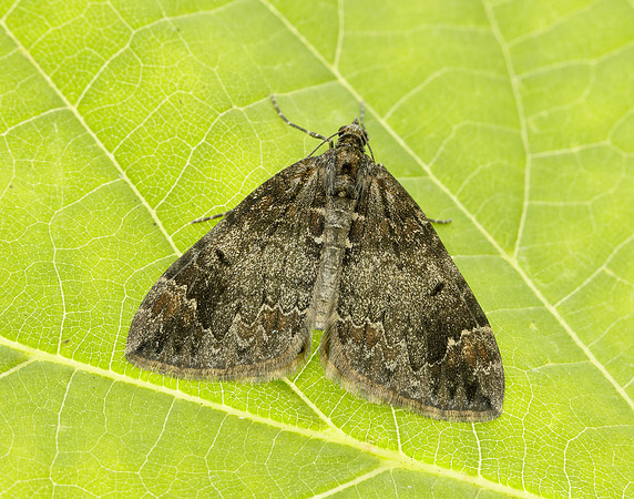 70.097 BF1764 Common Marbled Carpet Dysstroma truncata
