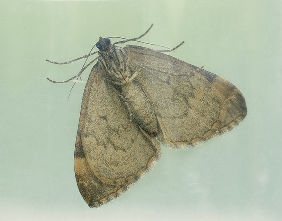 70.097 BF1764 Common Marbled Carpet Dysstroma truncata