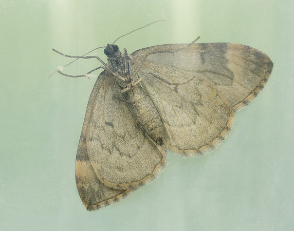 70.097 BF1764 Common Marbled Carpet Dysstroma truncata