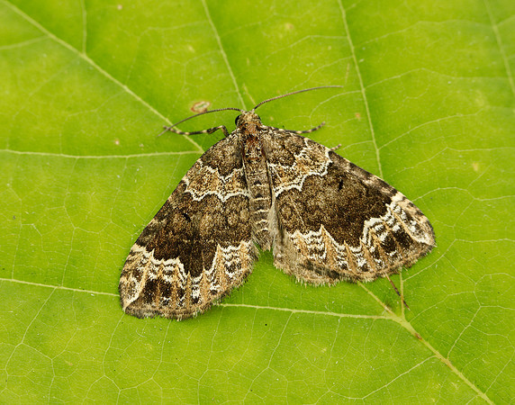 70.104 BF1751 Devon Carpet Lampropteryx otregiata