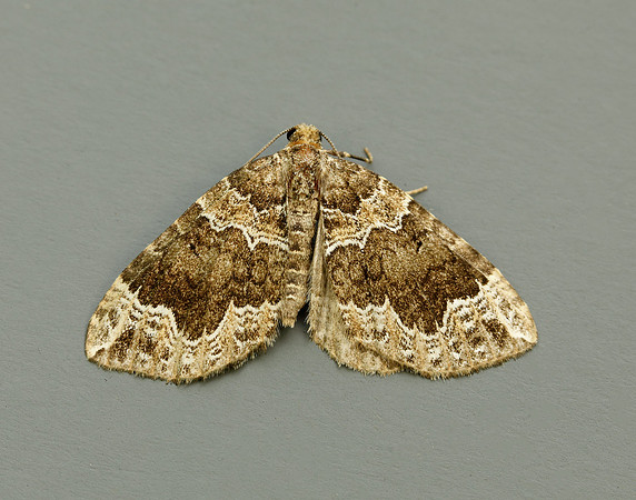 70.104 BF1751 Devon Carpet Lampropteryx otregiata