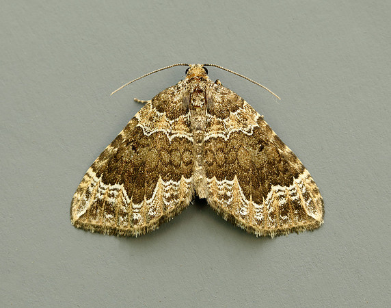 70.104 BF1751 Devon Carpet Lampropteryx otregiata