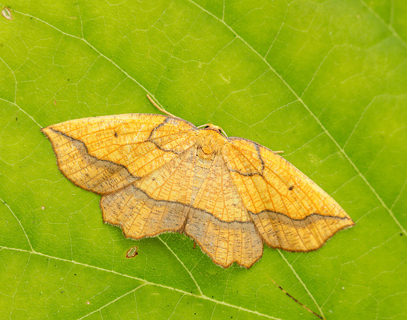 70.227 BF1907 Bordered Beauty Epione repandaria