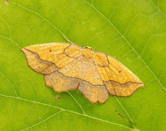 70.227 BF1907 Bordered Beauty Epione repandaria