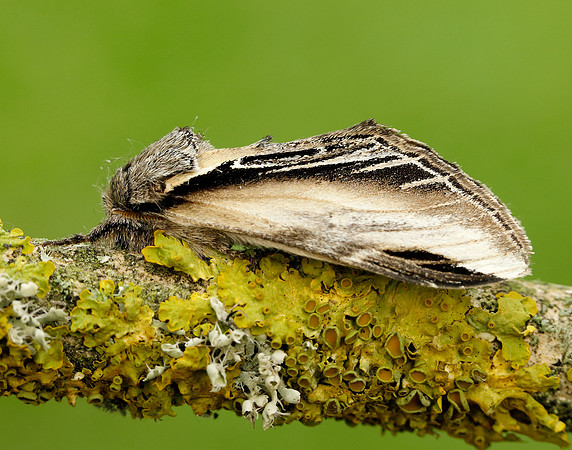 71.017 BF2007 Swallow Prominent Pheosia tremula