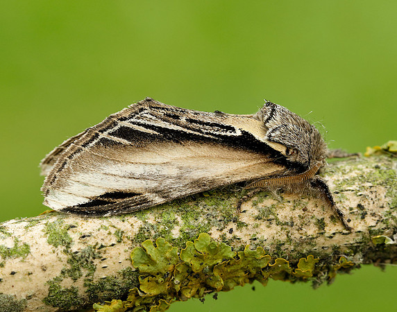 71.017 BF2007 Swallow Prominent Pheosia tremula