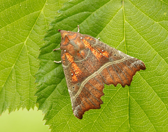 72.001 BF2469 Herald Scoliopteryx libatrix