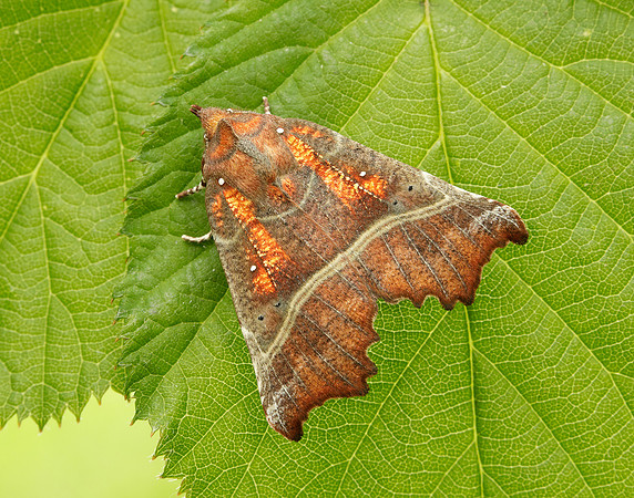 72.001 BF2469 Herald Scoliopteryx libatrix