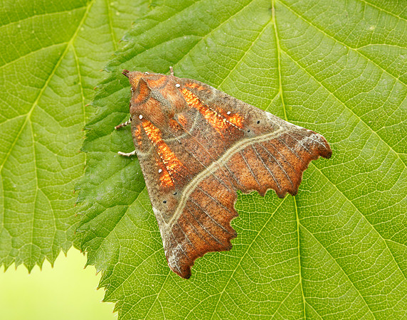 72.001 BF2469 Herald Scoliopteryx libatrix