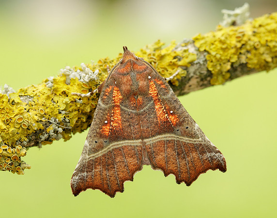 72.001 BF2469 Herald Scoliopteryx libatrix